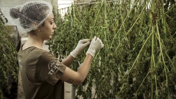 Cannabis, industria en la que las mujeres pueden destacar y fomentar la equidad.